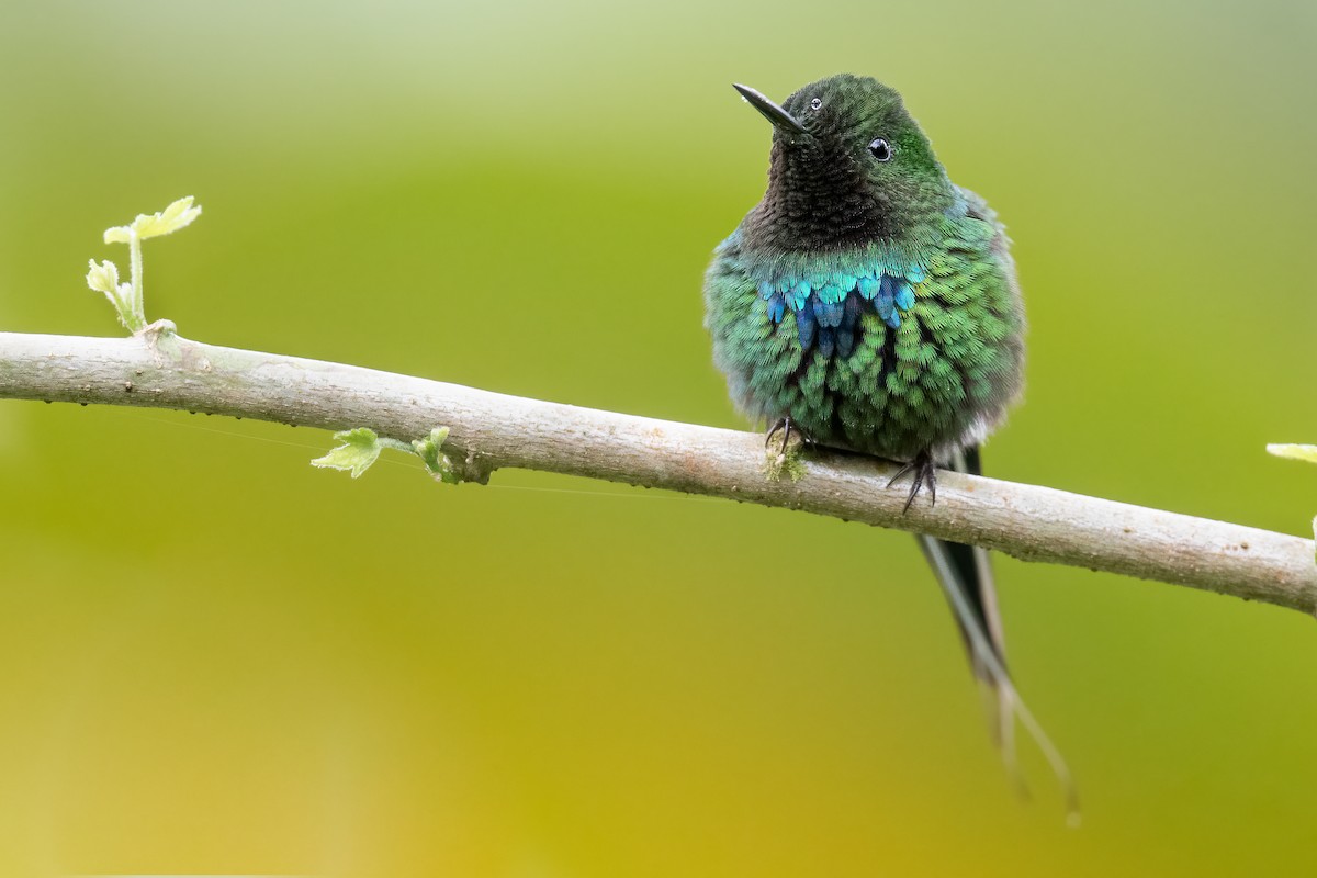 Green Thorntail - Ben  Lucking