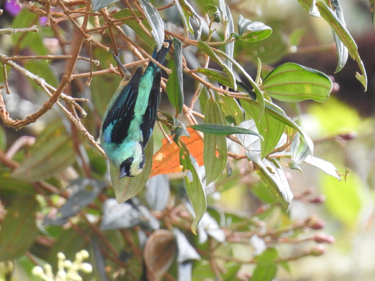 Metallic-green Tanager - Juan nicolas  Jara Ordoñez