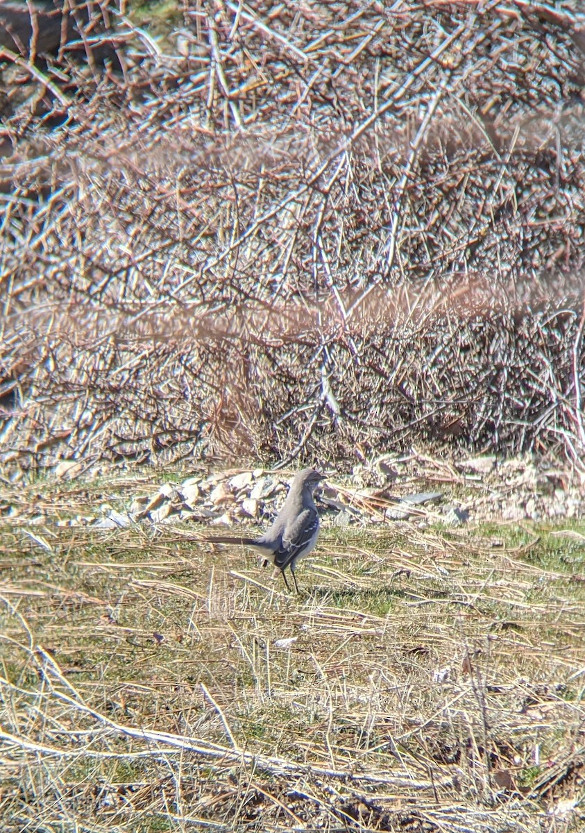 Northern Mockingbird - ML534943101
