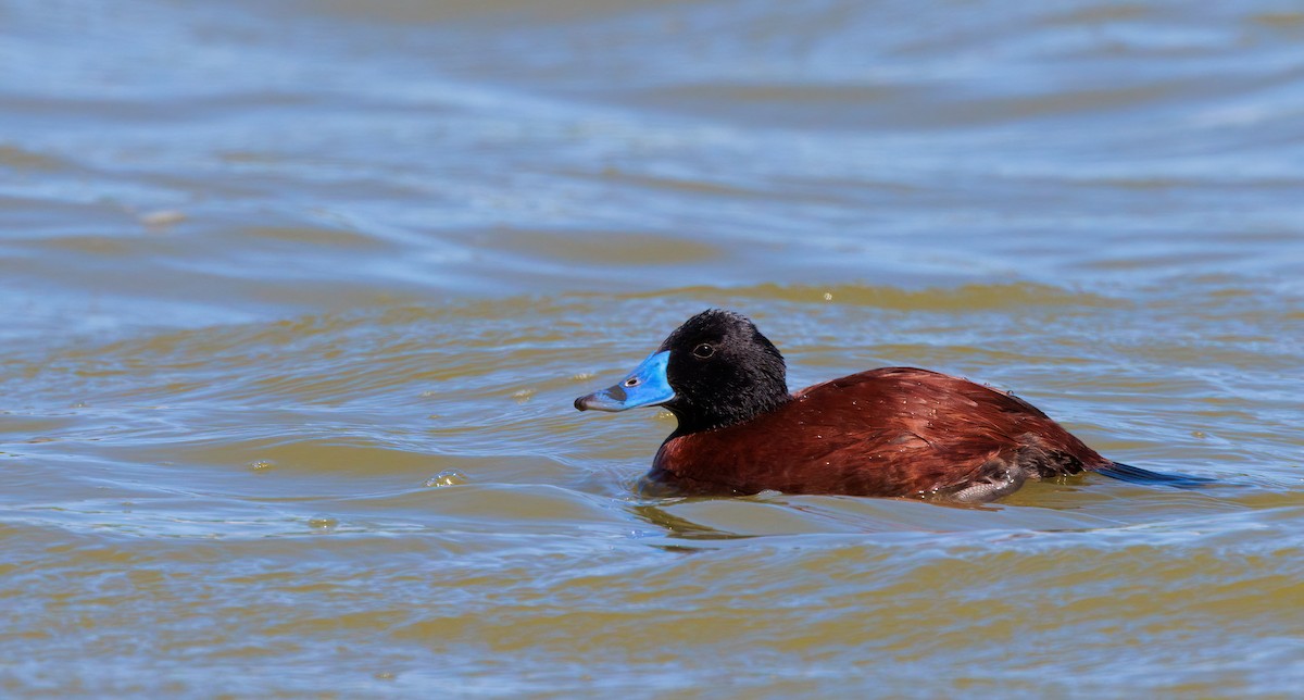 Lake Duck - Nick Bonomo