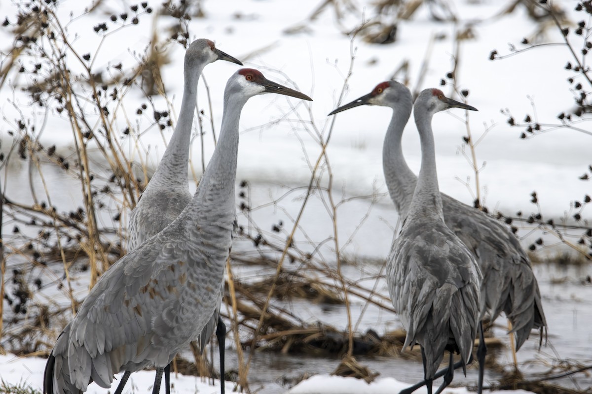 Sandhill Crane - ML534944621