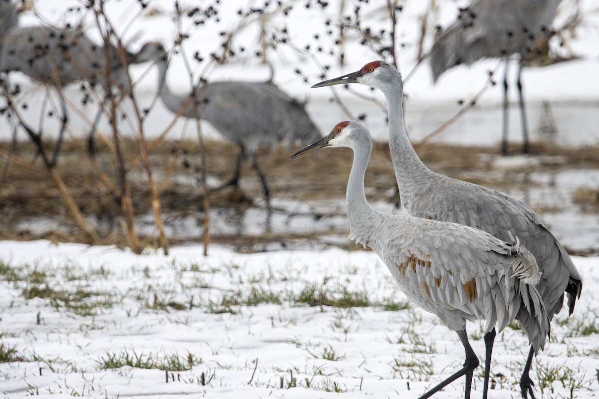 Sandhill Crane - ML534944641