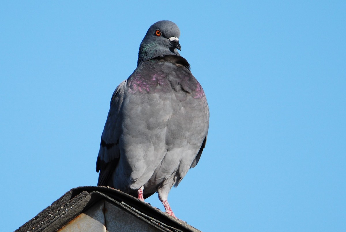 Rock Pigeon (Feral Pigeon) - ML534944951