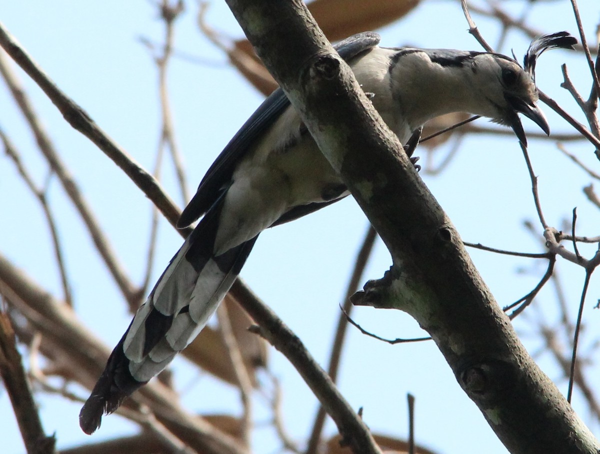 White-throated Magpie-Jay - Nestor Herrera