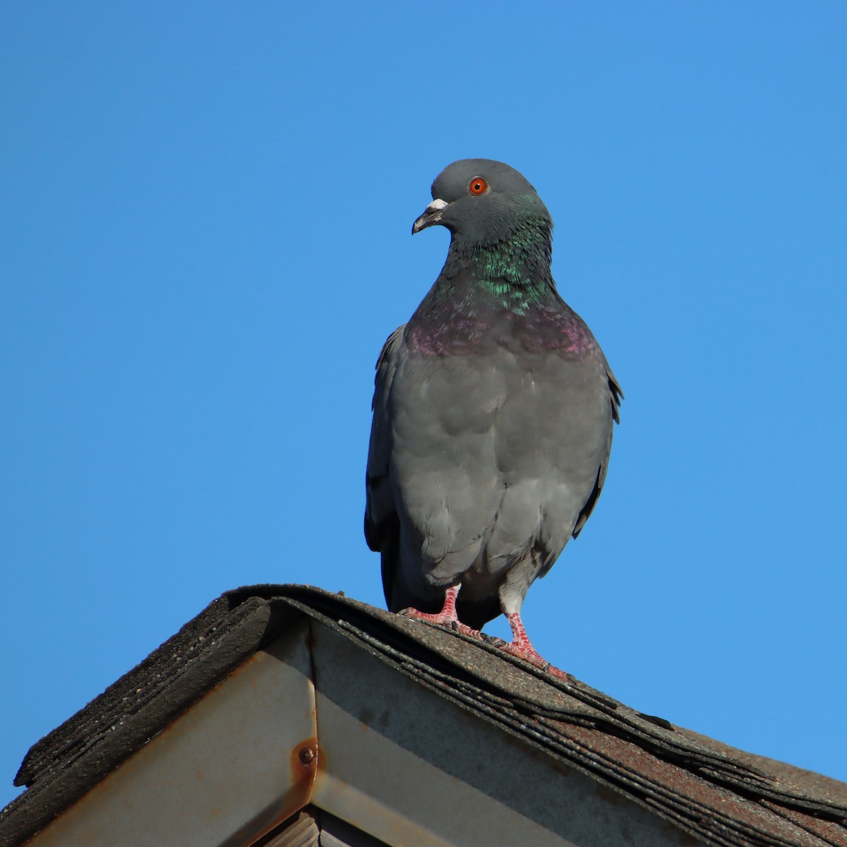 Pigeon biset (forme domestique) - ML534945641