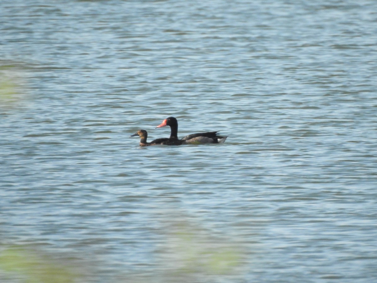 Rosy-billed Pochard - ML534945901