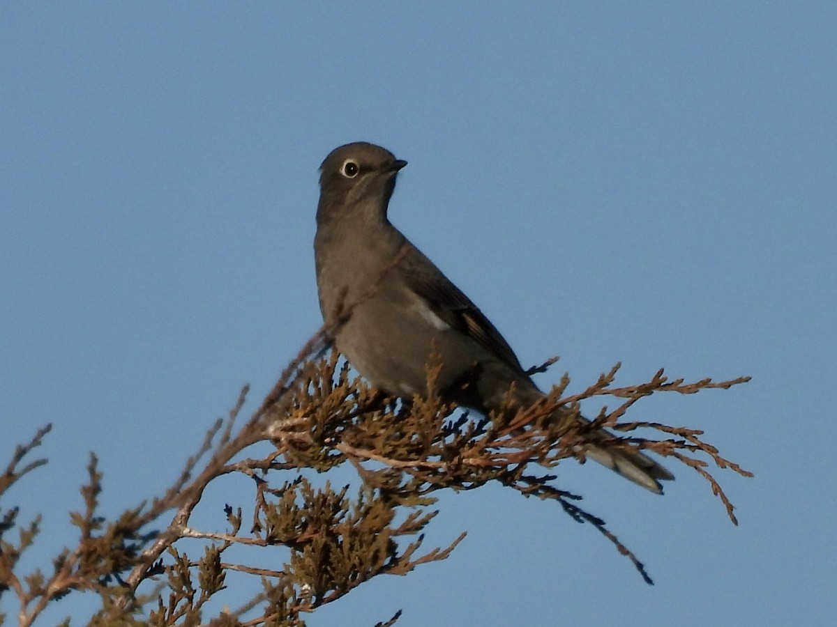 Townsend's Solitaire - Randy Skaggs