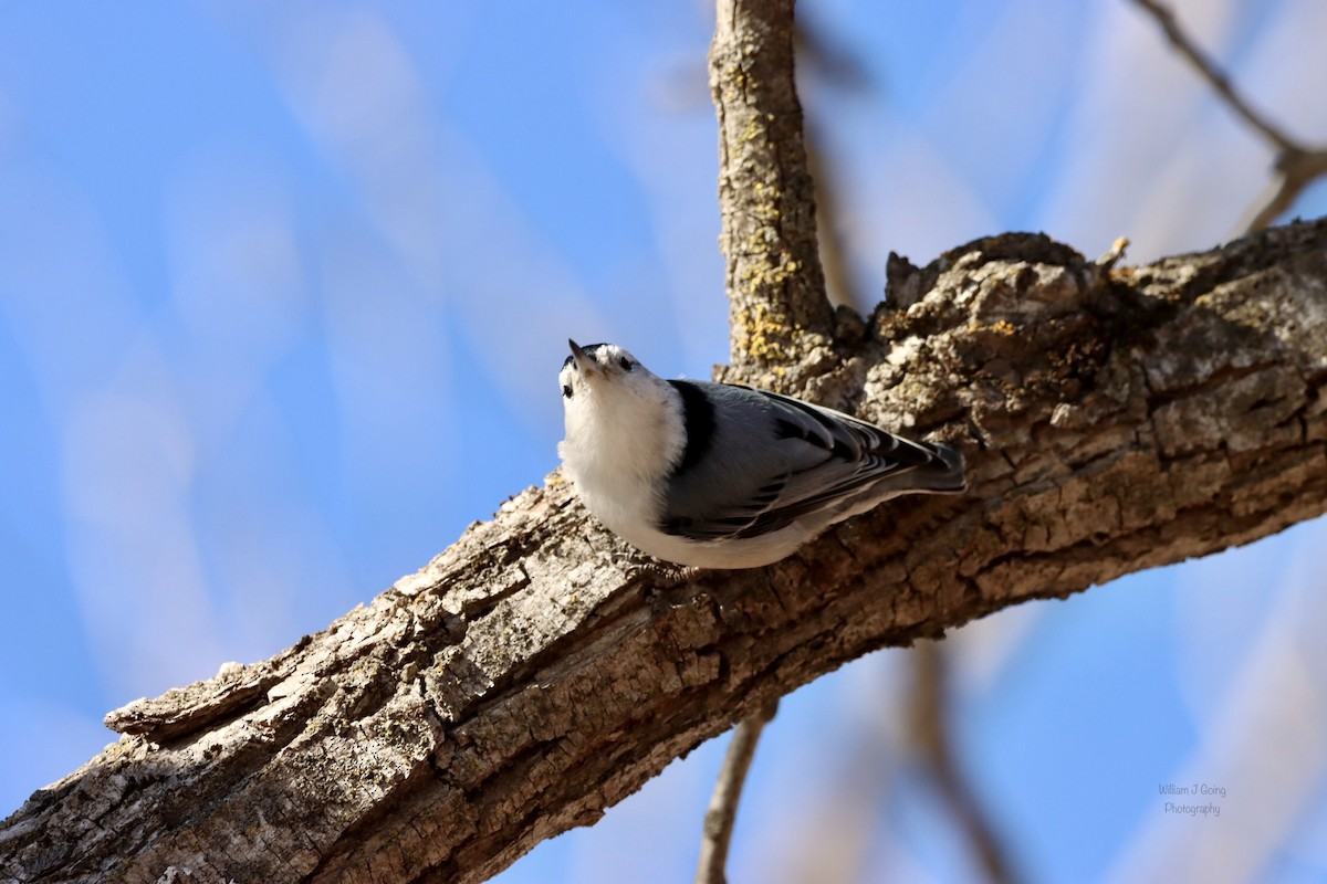 White-breasted Nuthatch - ML534947241