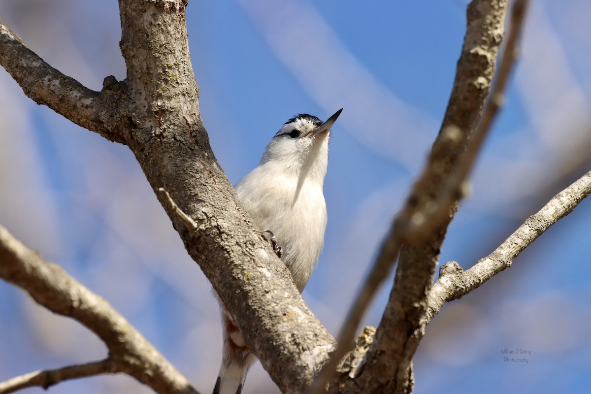 White-breasted Nuthatch - ML534947251