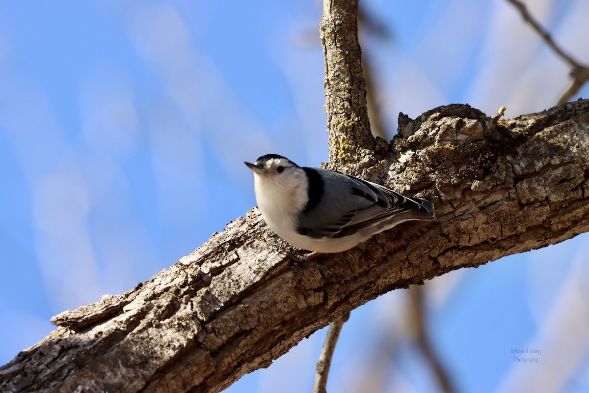 White-breasted Nuthatch - ML534947261