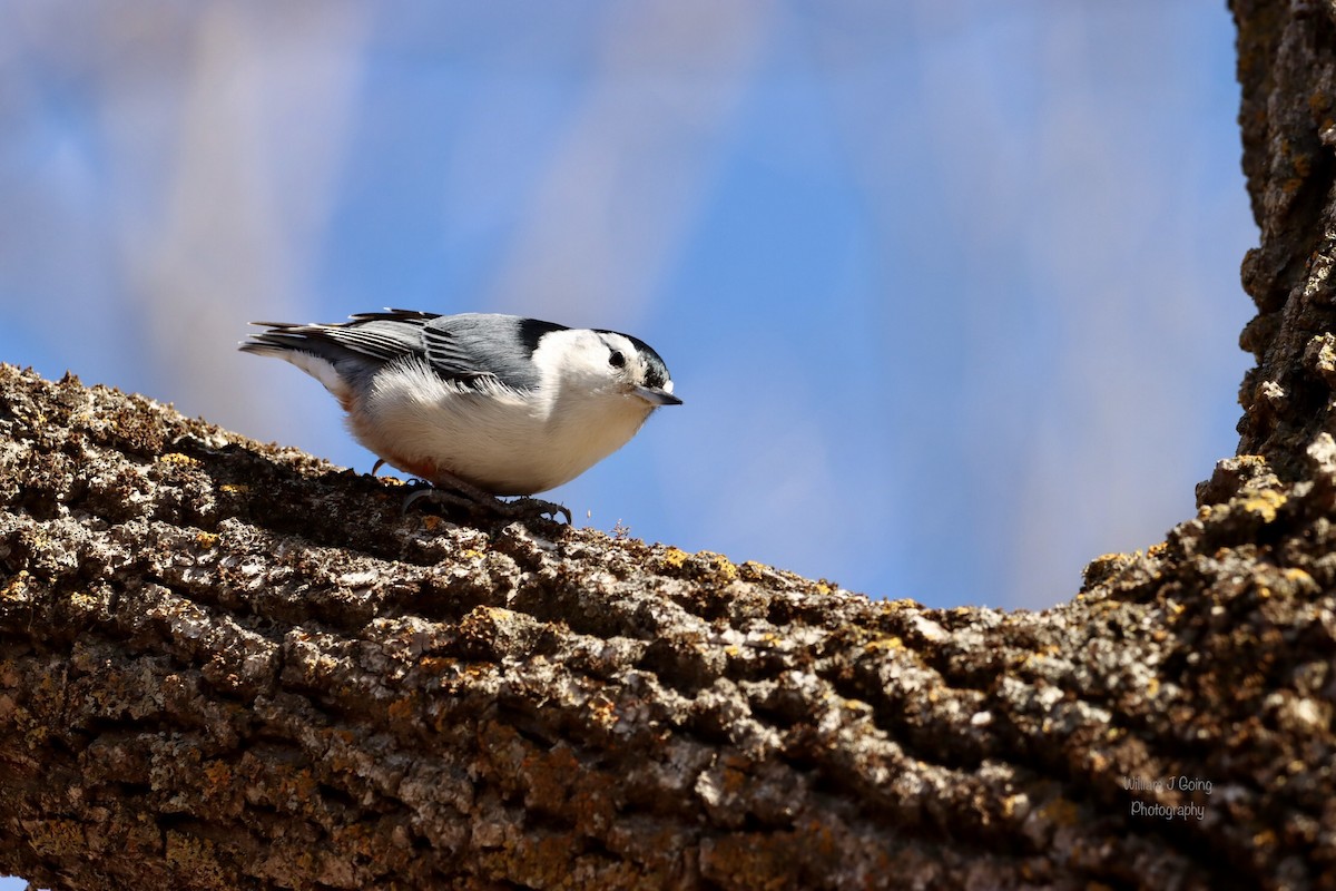 White-breasted Nuthatch - ML534947271