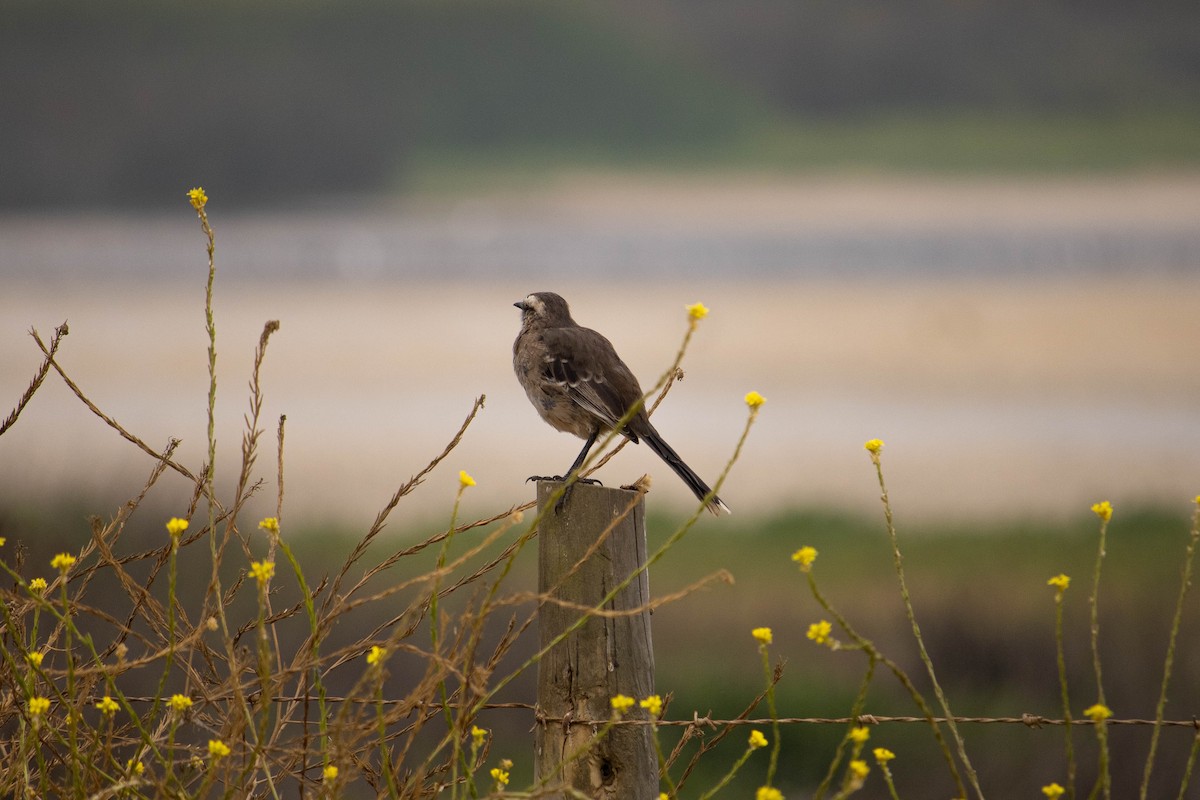 Chilean Mockingbird - ML534947311