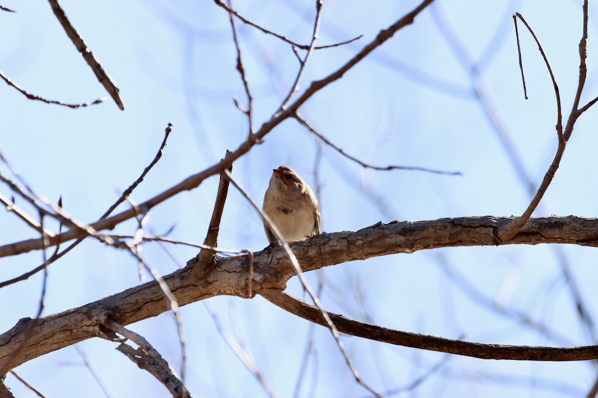 American Tree Sparrow - ML534948261