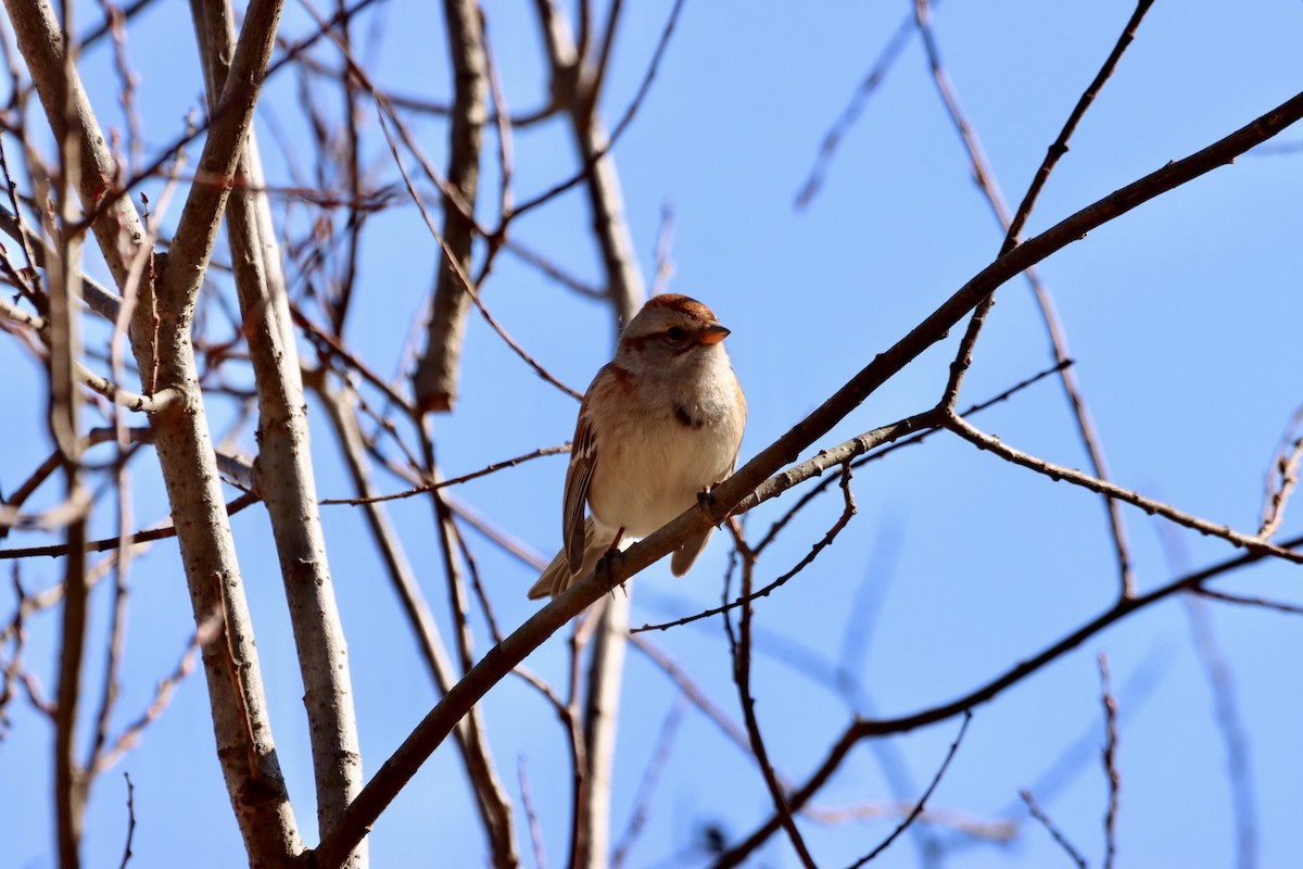 American Tree Sparrow - ML534948271