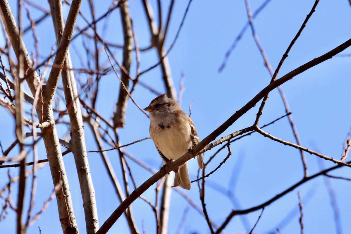 American Tree Sparrow - ML534948281