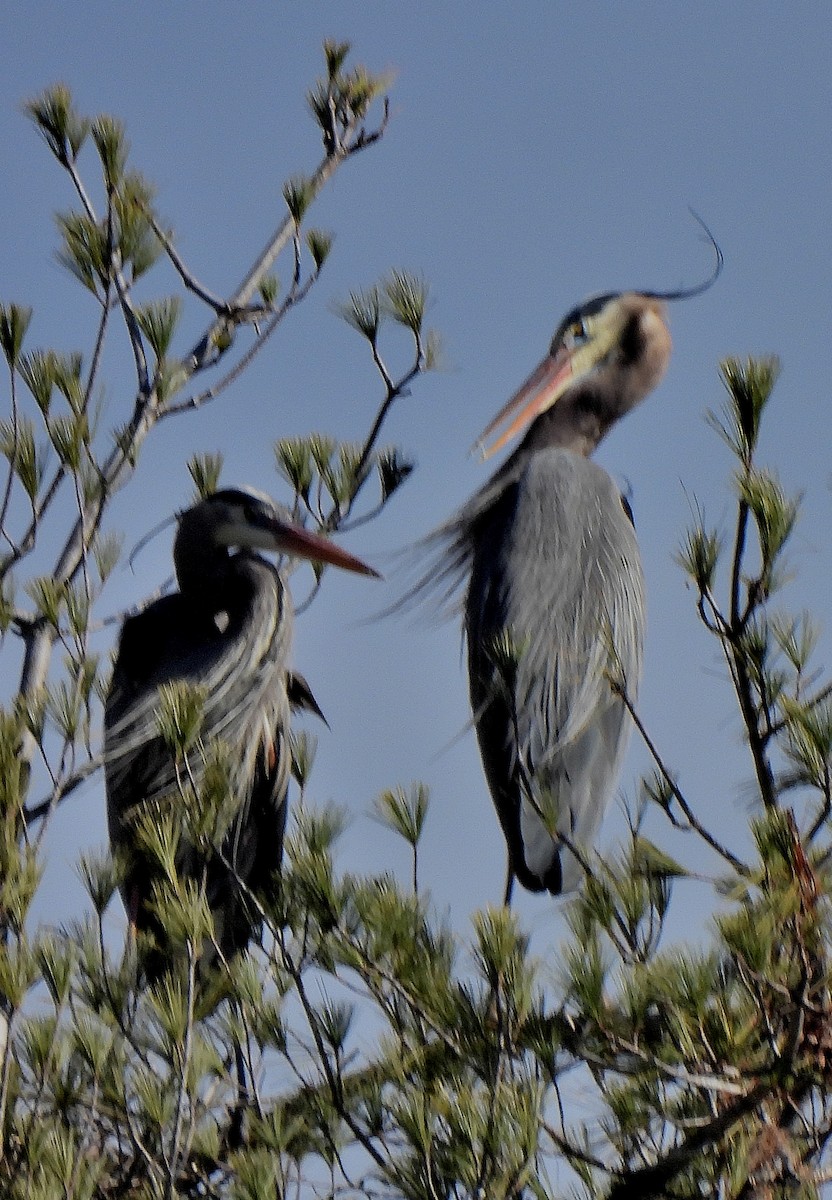 Great Blue Heron - ML534948671