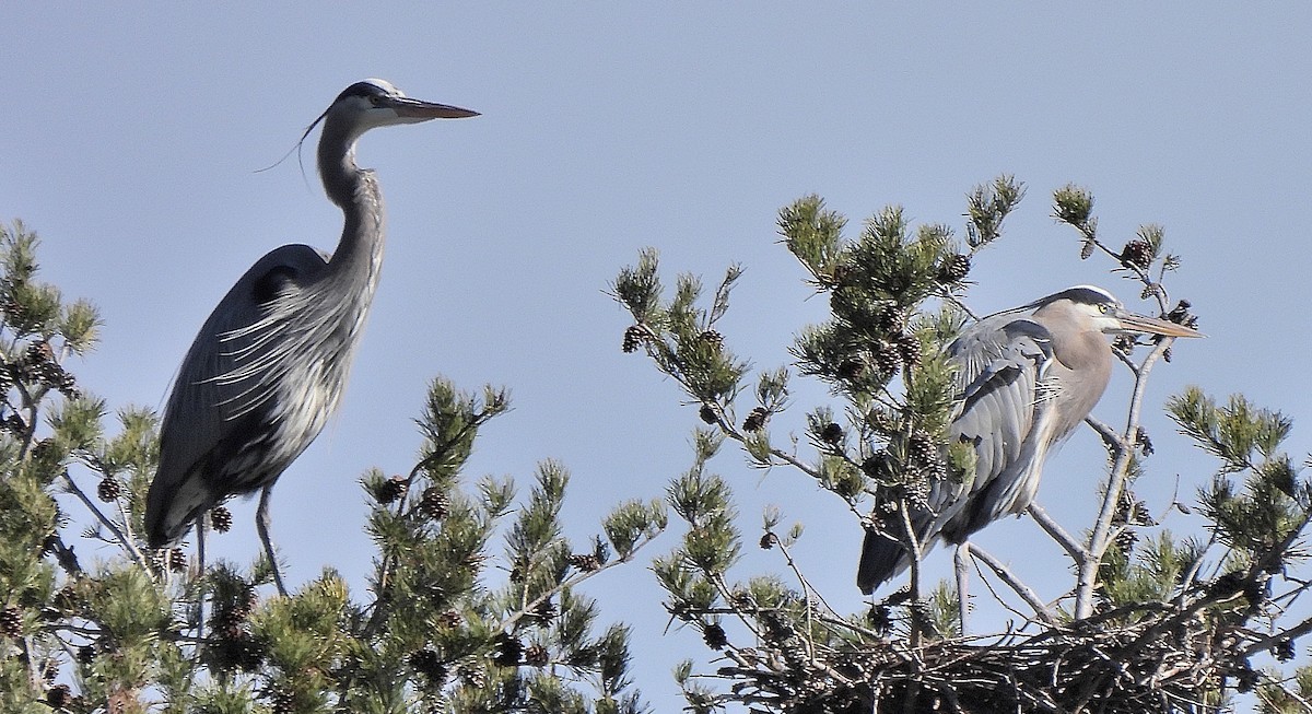 Great Blue Heron - Sandy Sanders