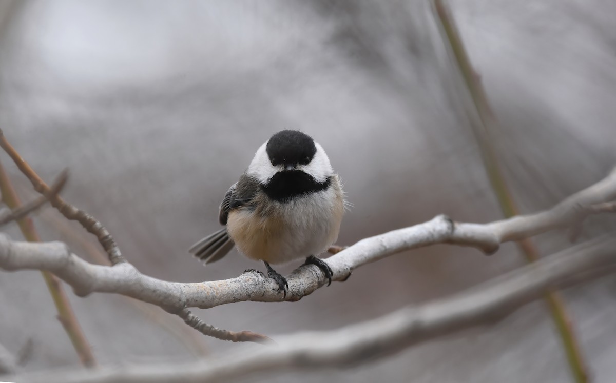 Black-capped Chickadee - ML534948961