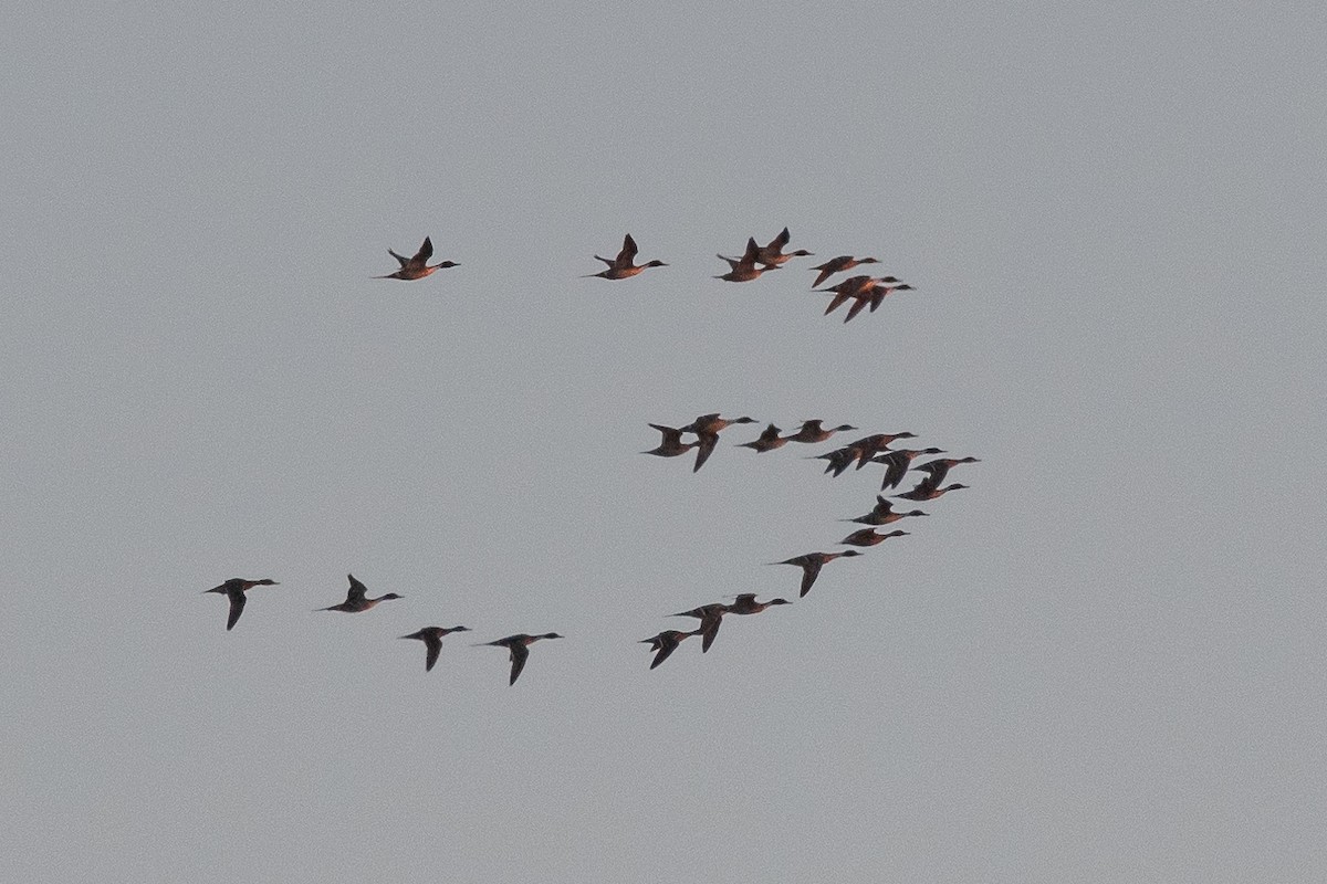 Northern Pintail - ML534949311