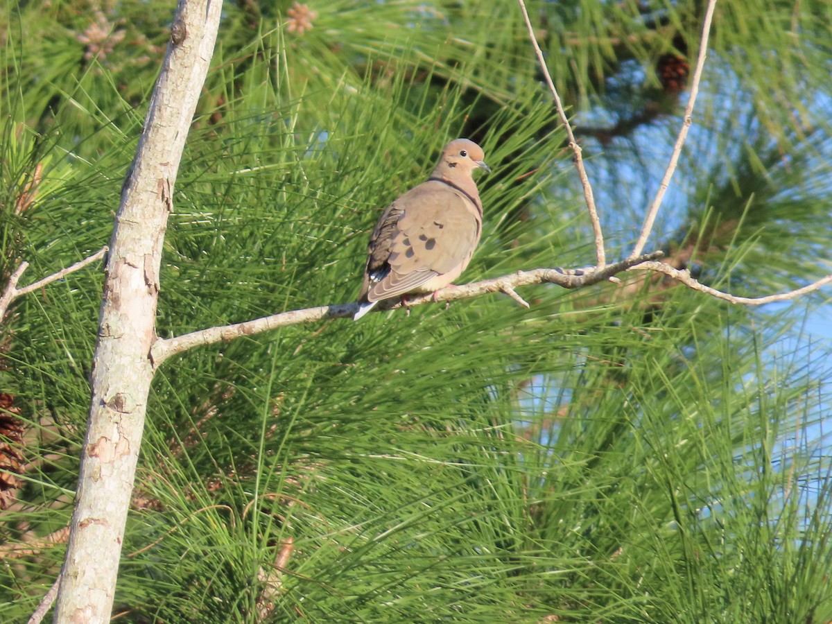 Mourning Dove - ML534949741