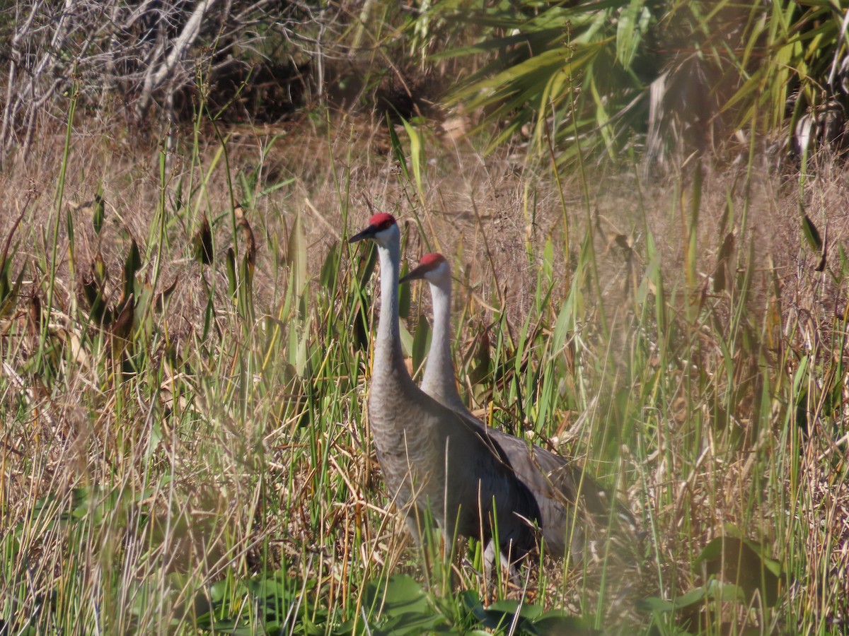 Sandhill Crane - Robin Potvin