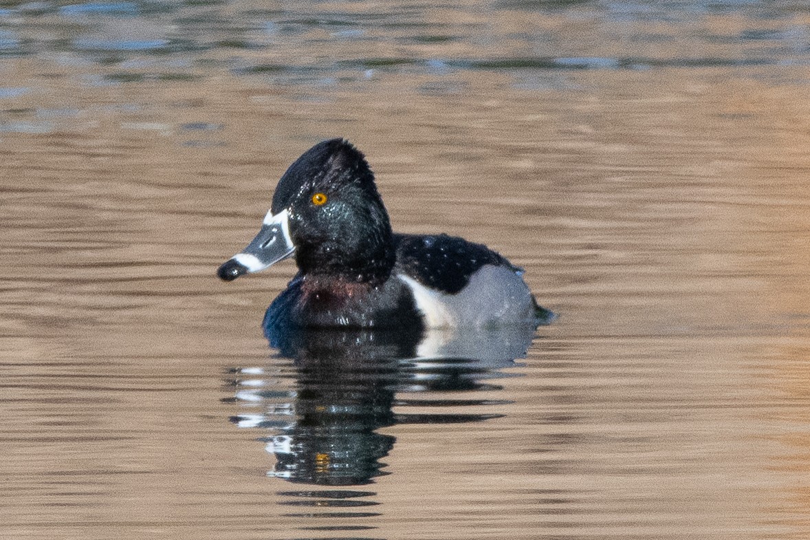 Ring-necked Duck - Mike Winck