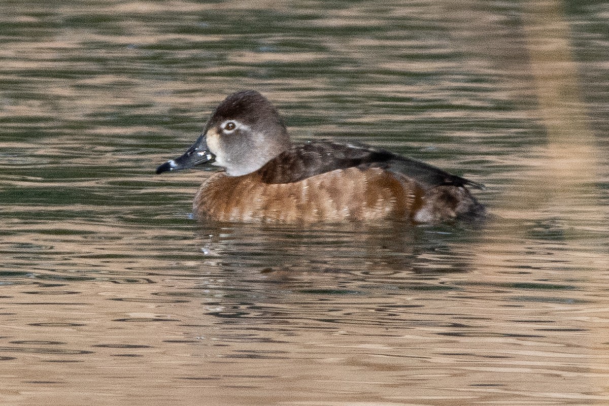 Ring-necked Duck - Mike Winck