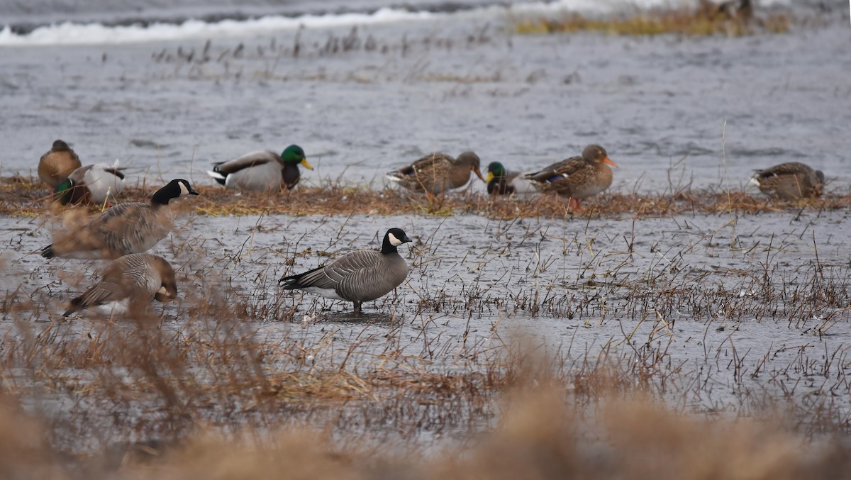 Cackling Goose - Christopher Lindsey