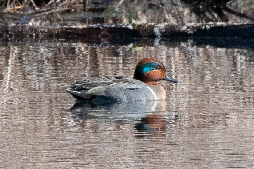 Green-winged Teal - ML534951101