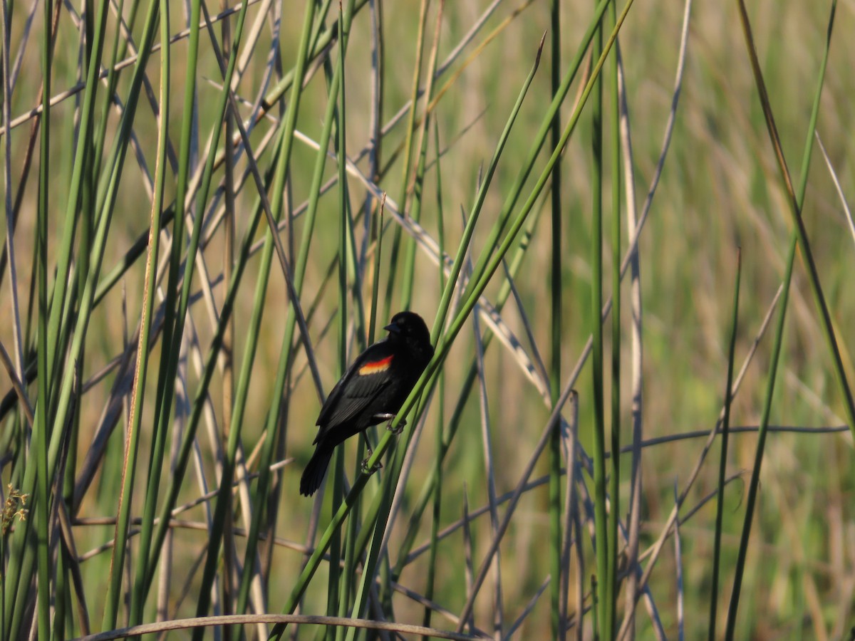 Red-winged Blackbird - ML534951131