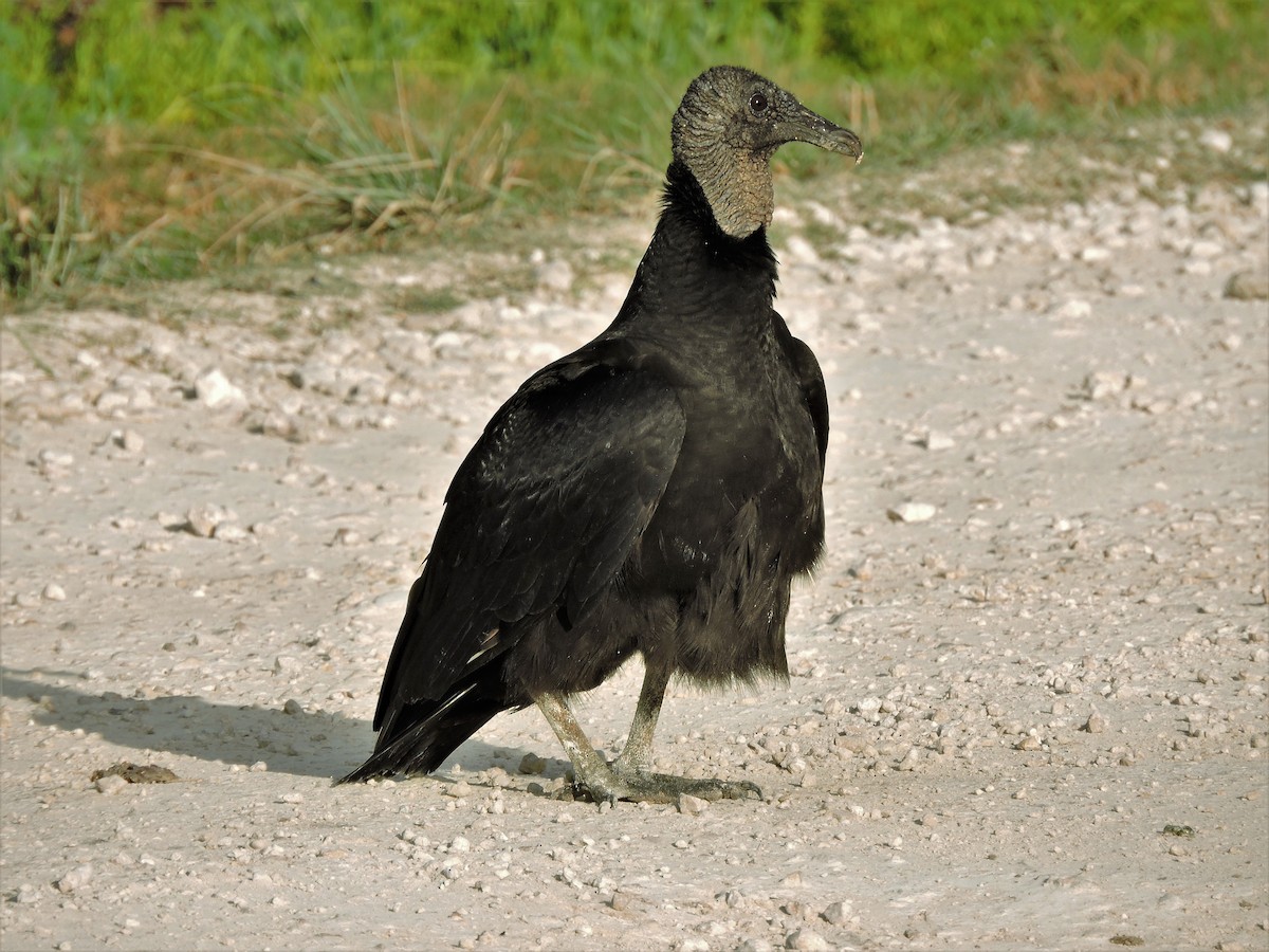 Black Vulture - ML53495311