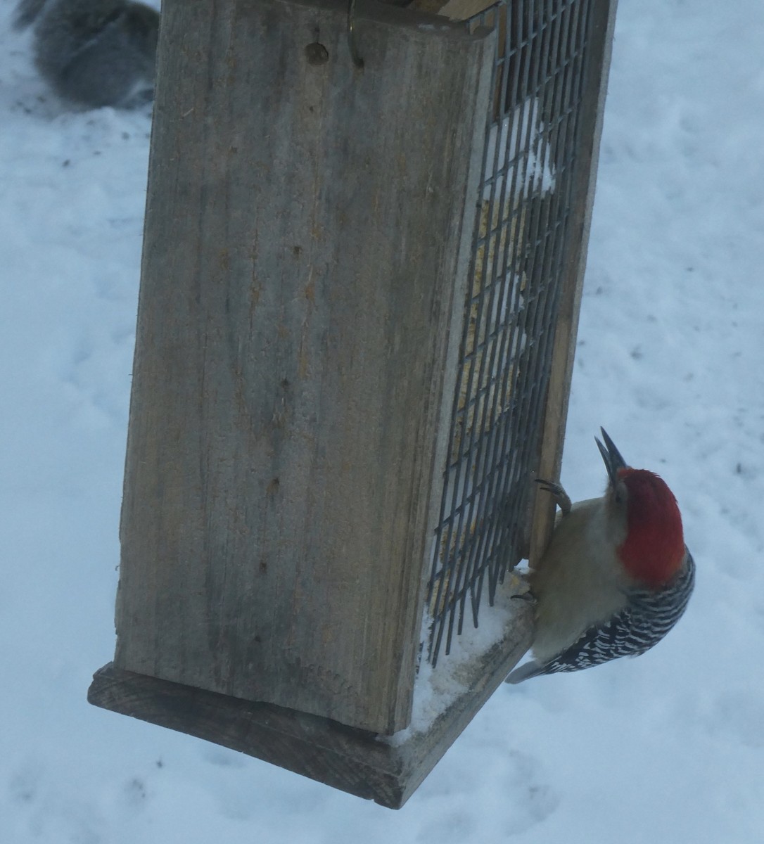 Red-bellied Woodpecker - ML534953511