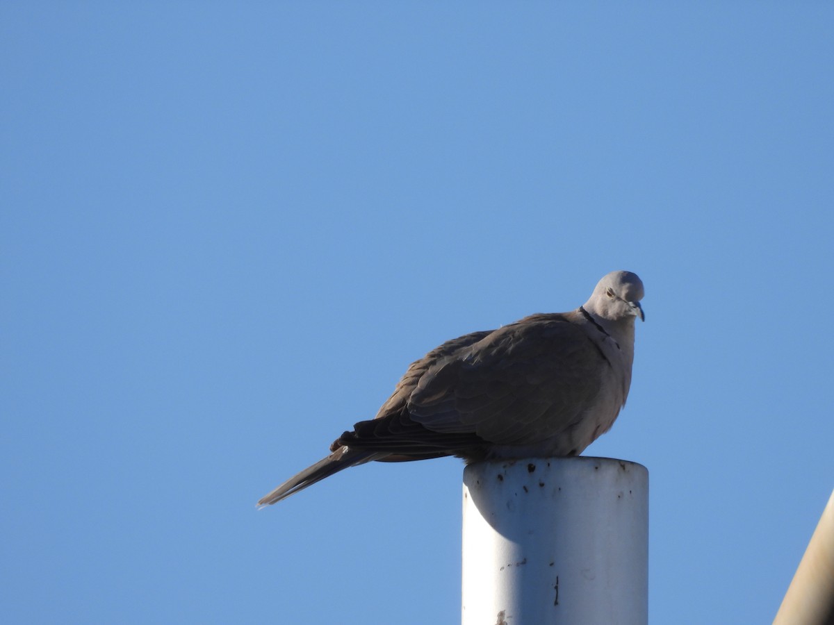 Eurasian Collared-Dove - ML534954241