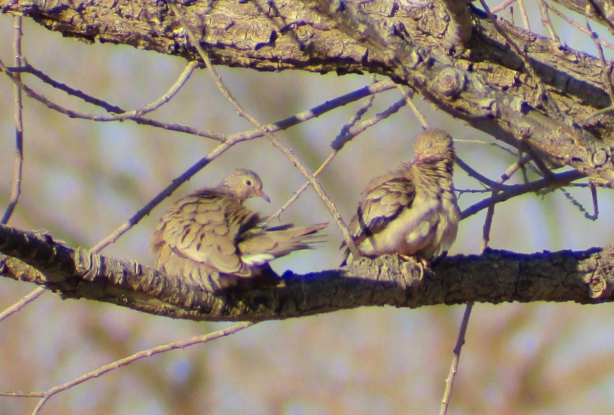 Common Ground Dove - ML534956191