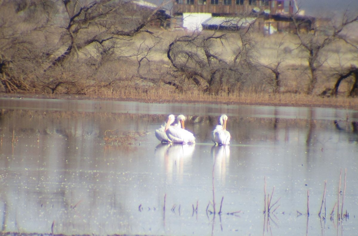 American White Pelican - ML534956371