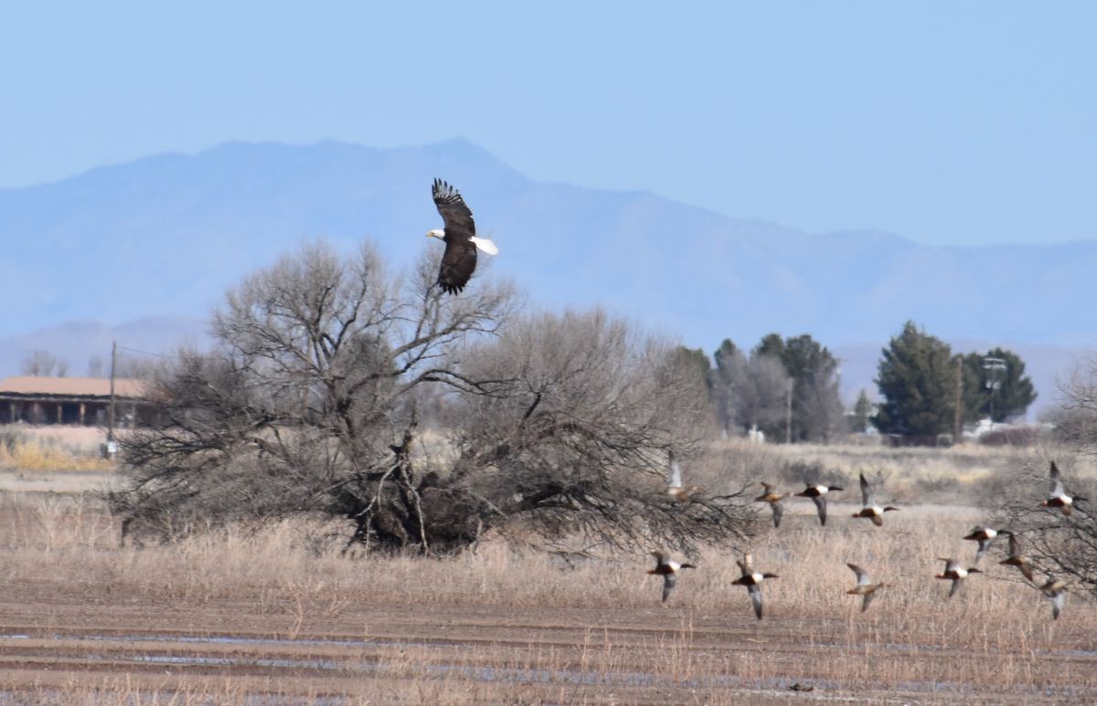 Bald Eagle - ML534956561