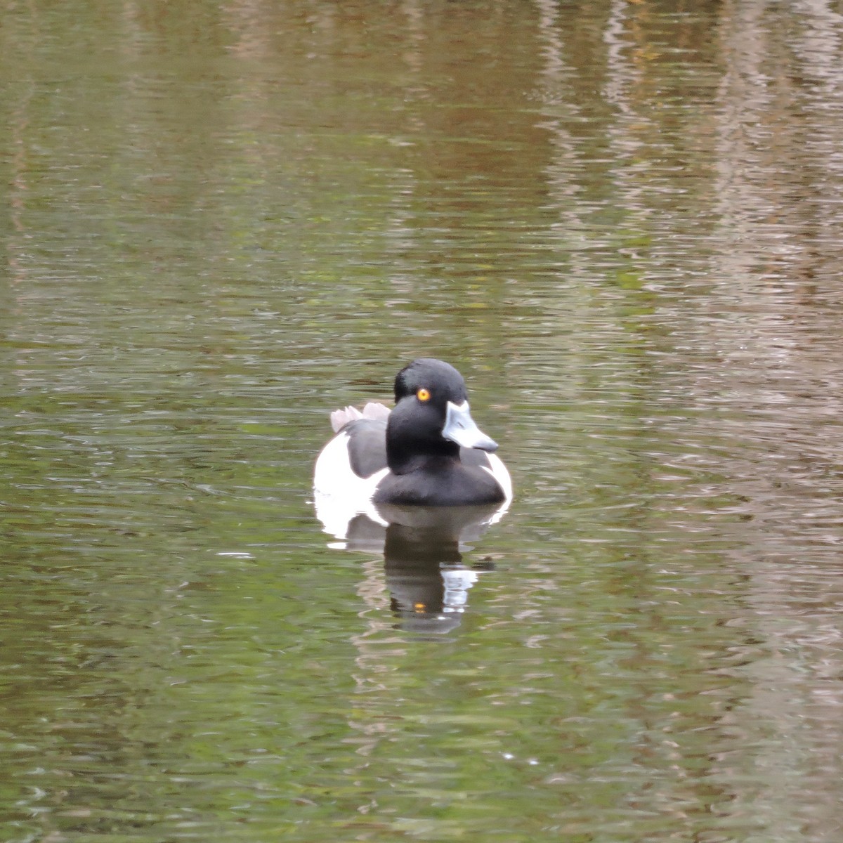 Ring-necked Duck - ML534959361