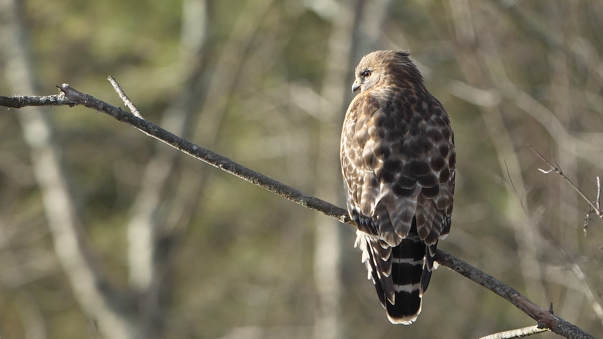 Red-shouldered Hawk (lineatus Group) - ML534960361