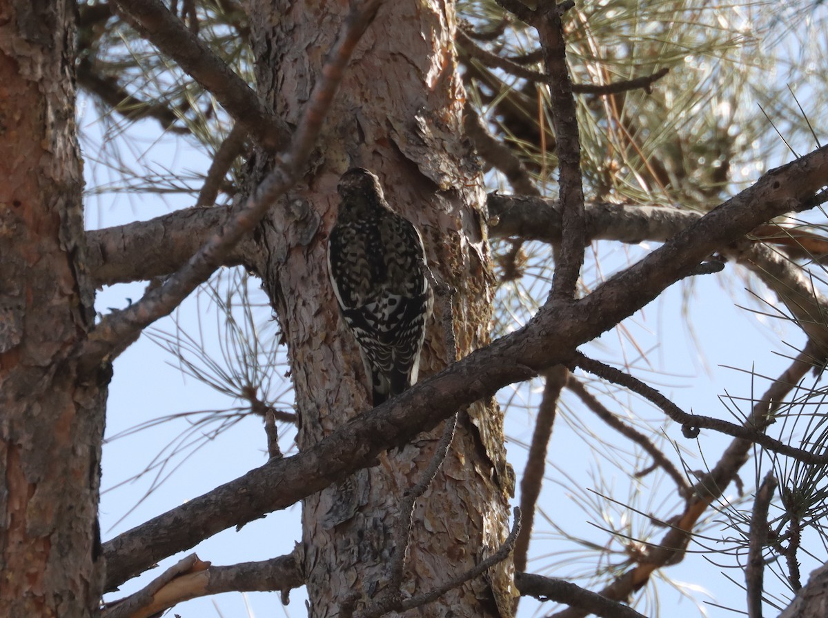 Yellow-bellied Sapsucker - ML534960751