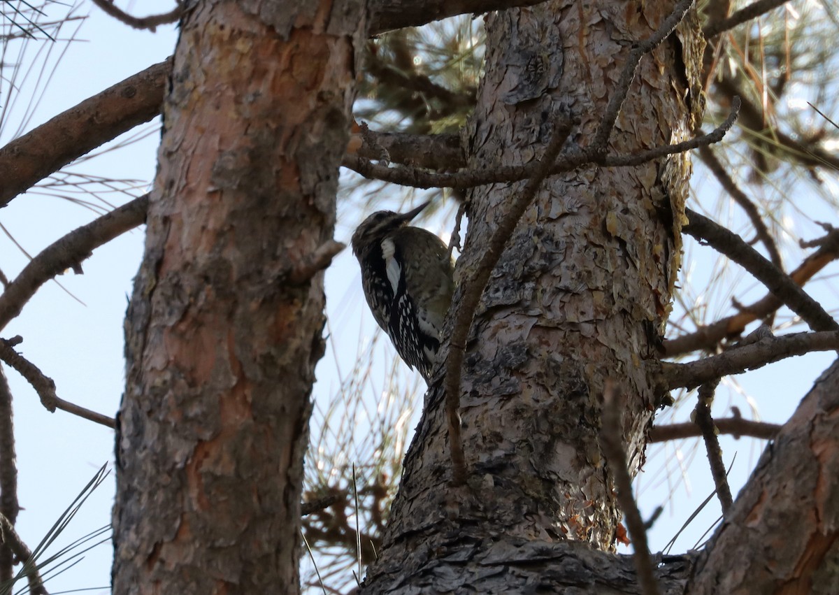 Yellow-bellied Sapsucker - ML534960861
