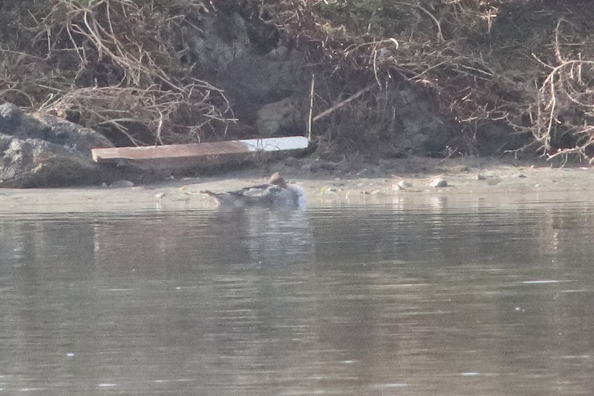 Red-breasted Merganser - ML534961301