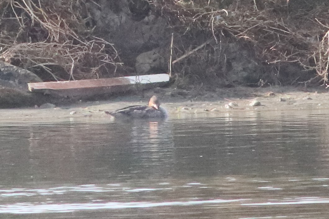 Red-breasted Merganser - ML534961311