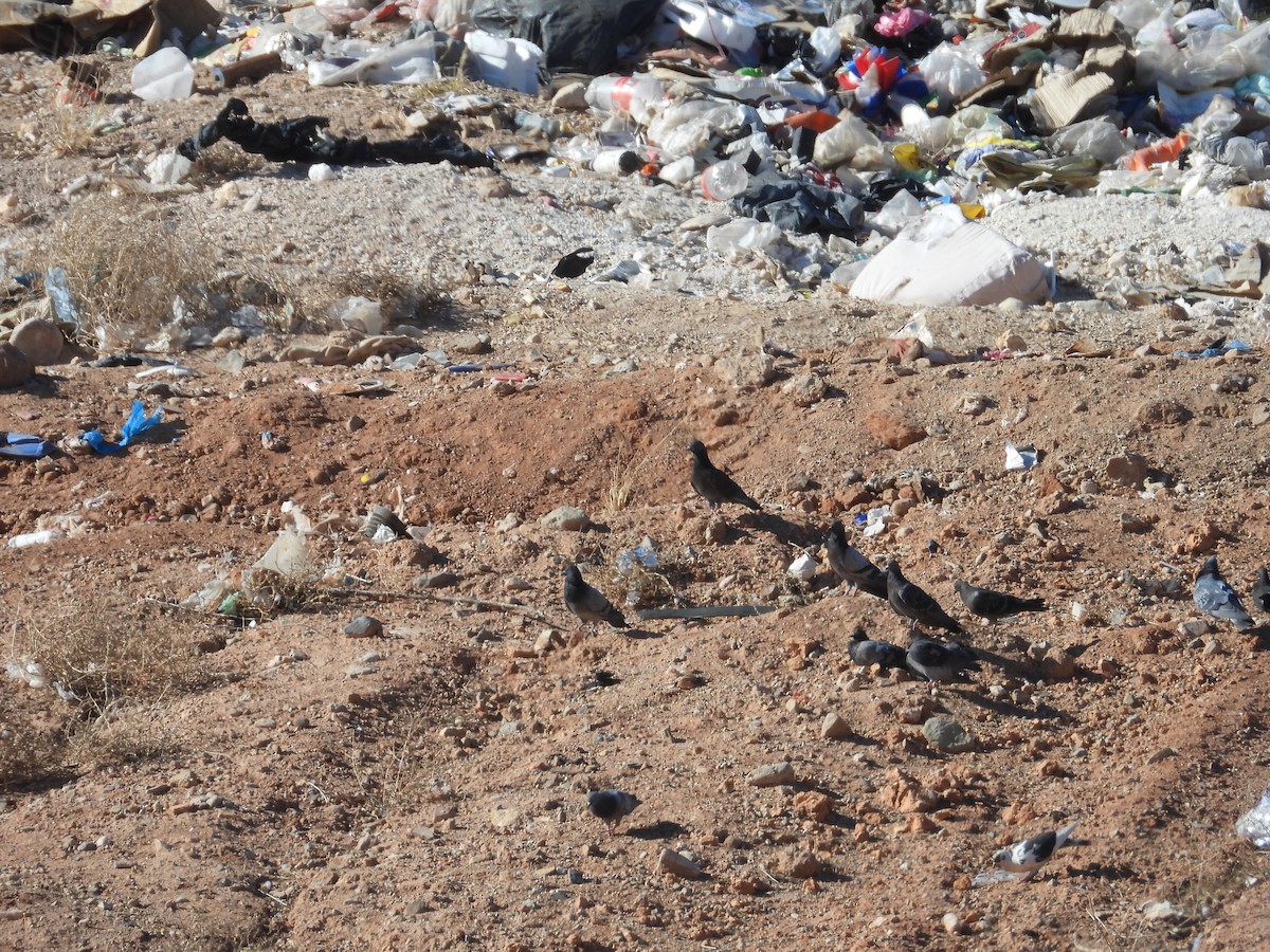 Rock Pigeon (Feral Pigeon) - ML534962451