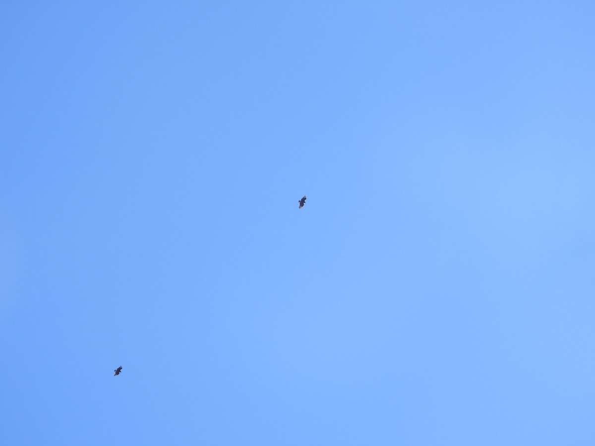 Black Vulture - ML534962521