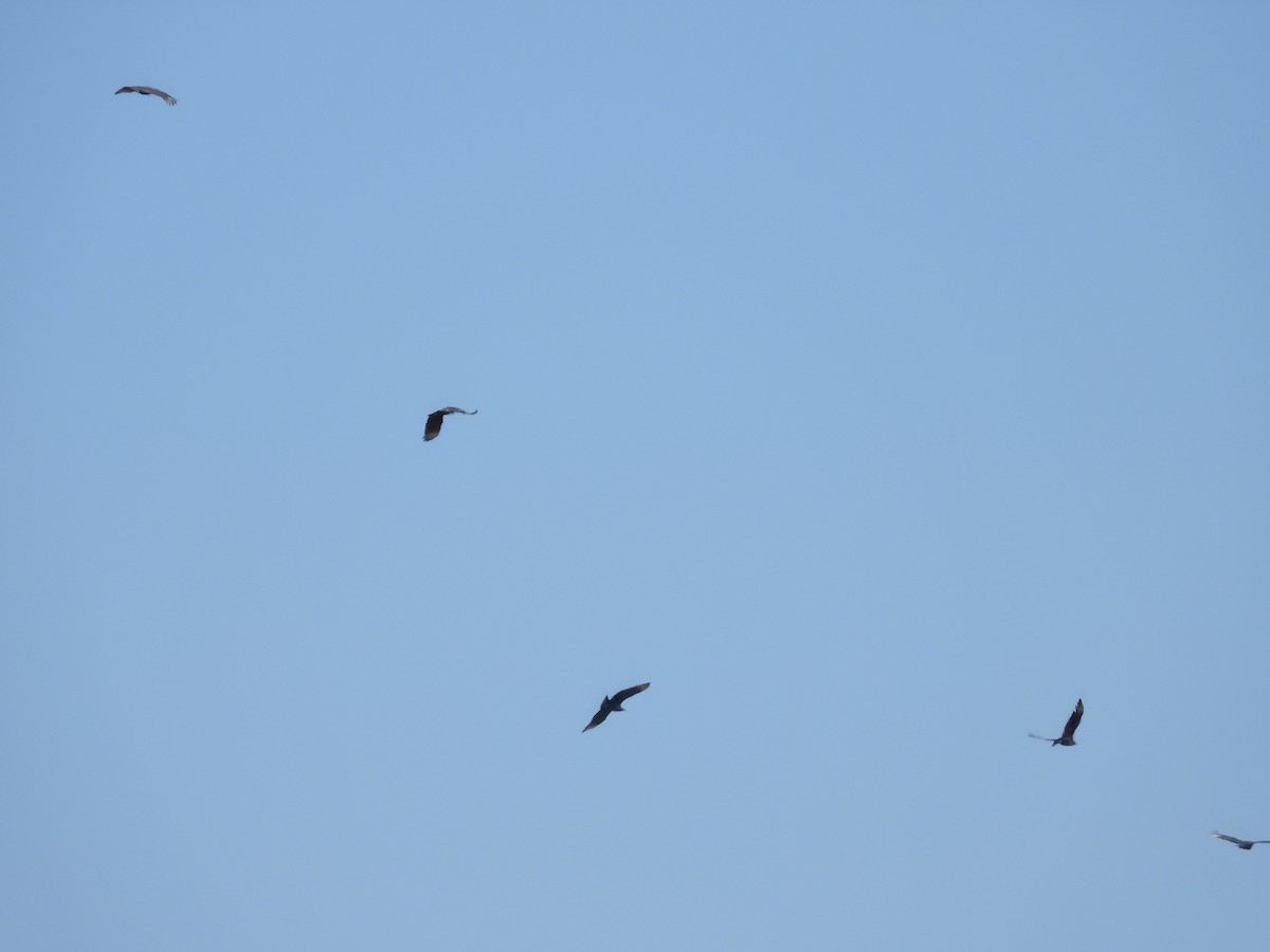 Black Vulture - ML534962531