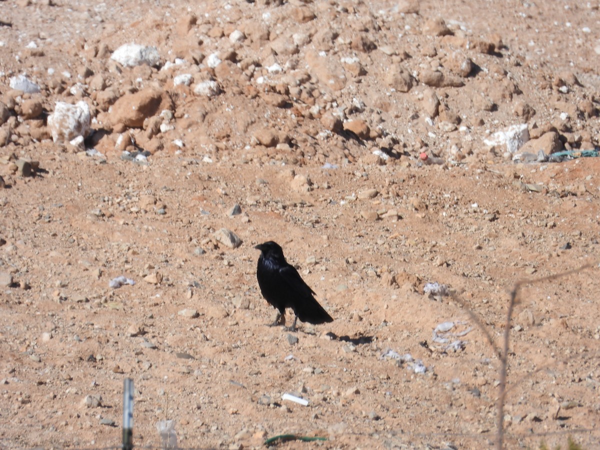 Chihuahuan Raven - Maria Cohoon