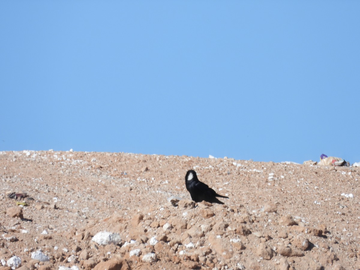 Corbeau à cou blanc - ML534962721