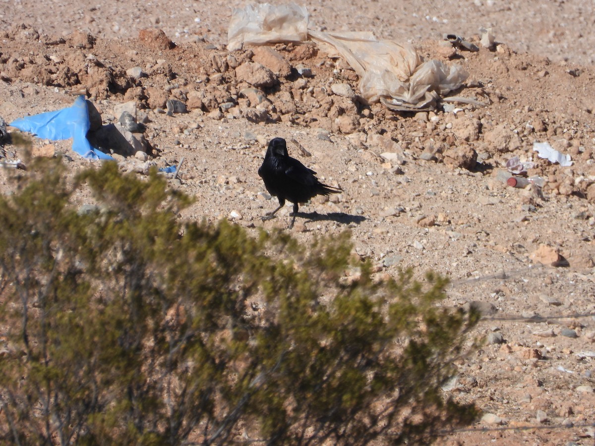 Chihuahuan Raven - Maria Cohoon