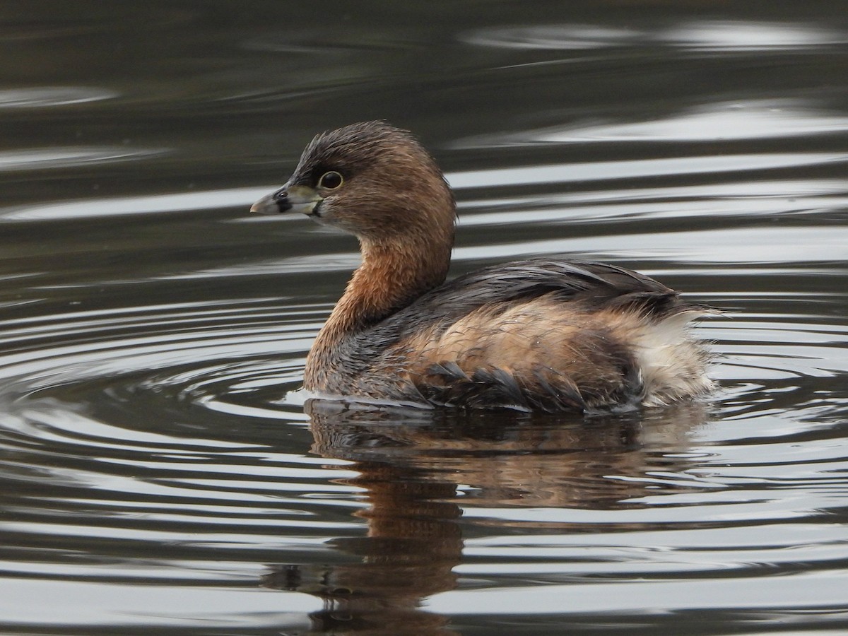 Pied-billed Grebe - Justin Flint