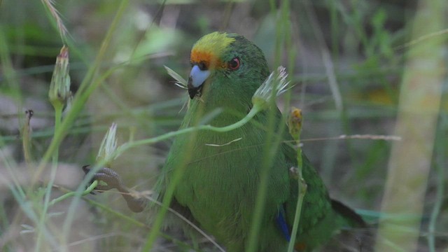 Malherbe's Parakeet - ML534965241